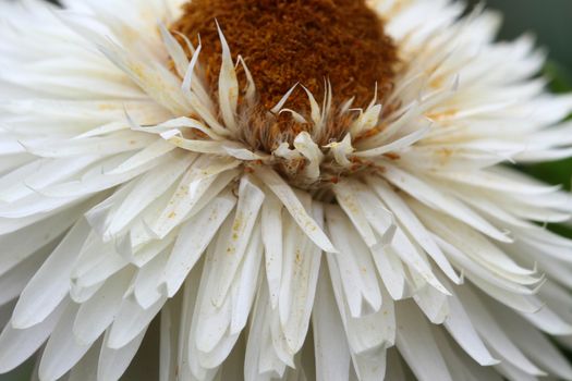 Strohblume white flower macro
