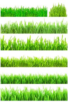 Fresh green grass isolated on white background