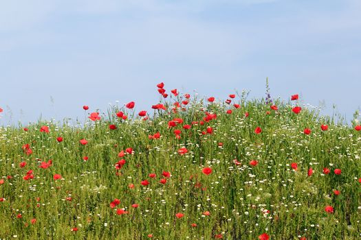 wild flowers meadow spring season