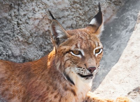 Beautiful photo of graceful big cat Lynx