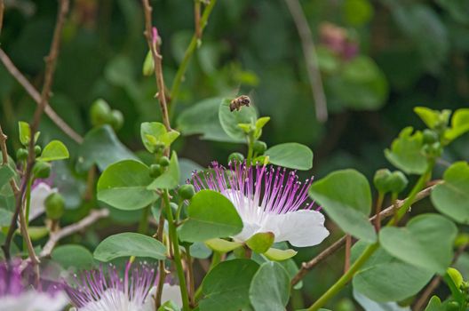 Bees on the caper plant in full bloom along the walls of the castle in the Tuscan site of Populonia