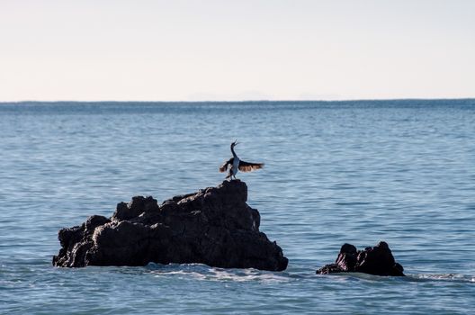 Cormorant perched on a rock singing and dries its wings in the sun