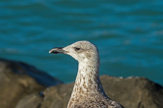 Seagull Larus Michaellis waiting for something to eat near the coast of mediterranean sea