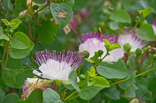 Bees on the caper plant in full bloom along the walls of the castle in the Tuscan site of Populonia