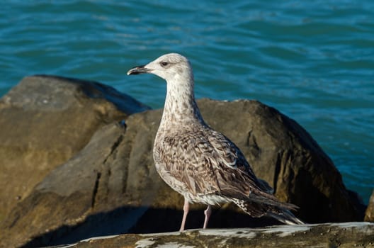 Seagull Larus Michaellis waiting for something to eat near the coast of mediterranean sea