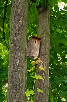 Birds house placed between two trees in a deutsch park