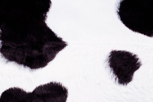 Black and white cow skin in the shape of a rug