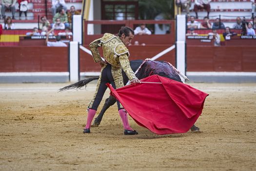  Jaen, SPAIN - 17 october 2008: Spanish bullfighter Cesar Jimenez bullfight at Jaen bullring, Jaen province, Andalusia, Spain