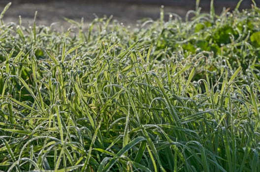 Wet grass with dew drops in the morning