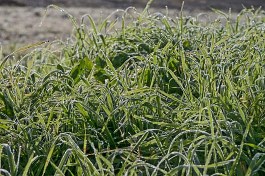 Wet grass with dew drops in the morning