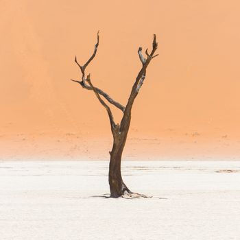 Dead acacia trees and red dunes of Namib desert, Deadvlei (Sossusvlei), Namibia