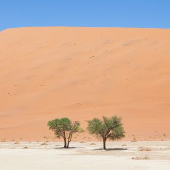 Two living trees in front of the red dunes of Namib desert, Deadvlei (Sossusvlei), Namibia