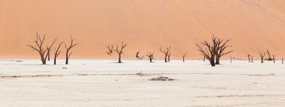 Dead acacia trees and red dunes of Namib desert, Deadvlei (Sossusvlei), Namibia