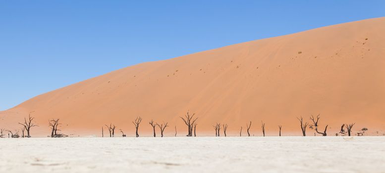 Dead acacia trees and red dunes of Namib desert, Deadvlei (Sossusvlei), Namibia