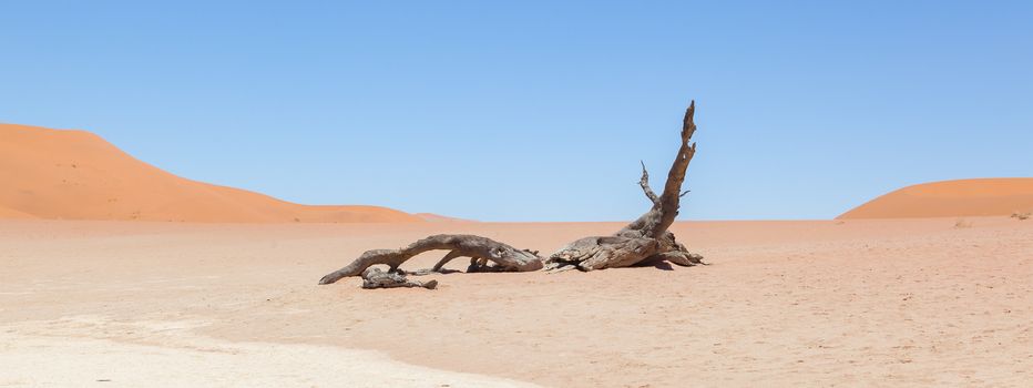 Dead acacia trees and red dunes of Namib desert, Deadvlei (Sossusvlei), Namibia