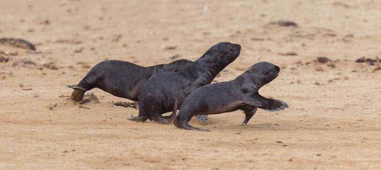 Running cape fur seals (Arctocephalus pusillus), Cape Cross. Namibia