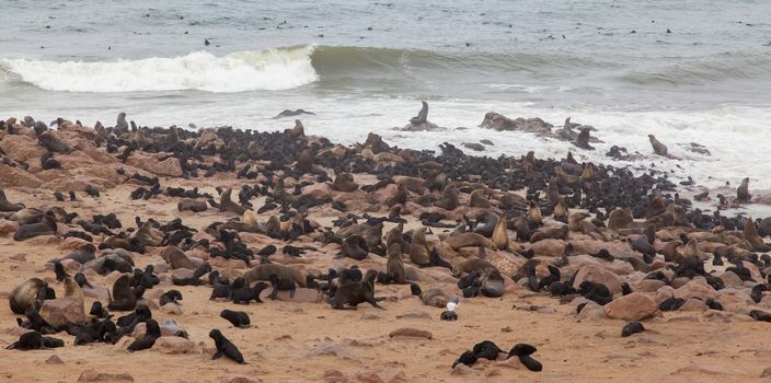 Cape fur seal (Arctocephalus pusillus), Cape Cross. Namibia