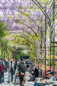 Shanghai, China - April 7, 2013: people walking and and relaxing in wisteria lane in fuxing park at the city of Shanghai in China on april 7th, 2013