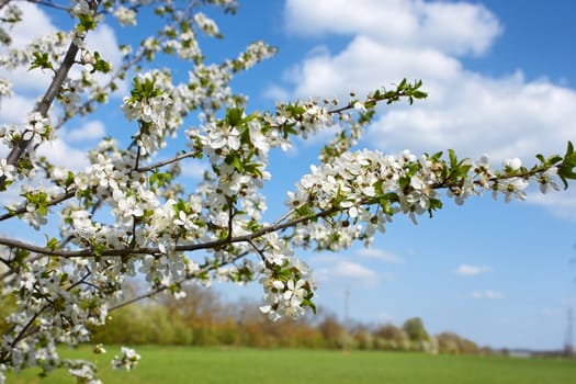Flowering cherry branch on a rural background in springtime