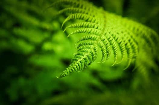 Detail of fern leaf with green blurred bokeh background