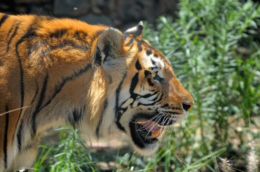 Tiger, Panthera tigris, the largest feline species