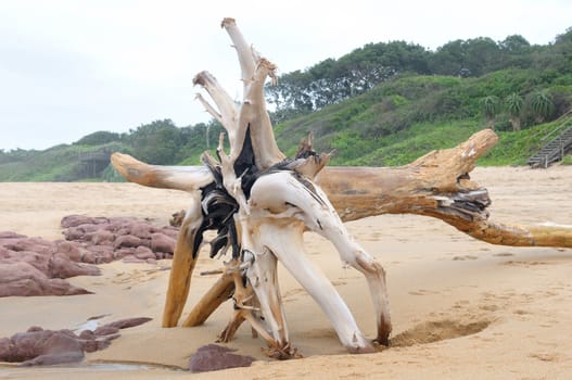 Huge tree stump with roots on the beach