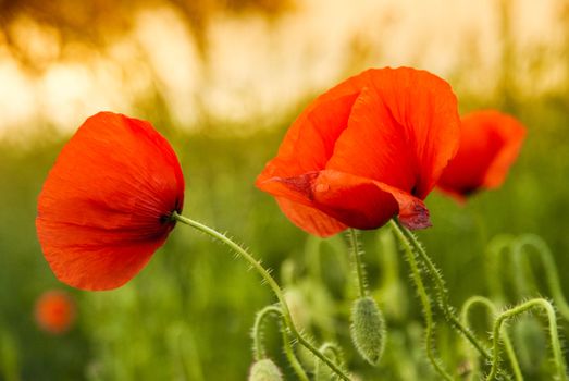 Red poppy on a green field