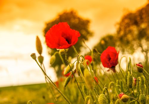 Red poppy on a green field