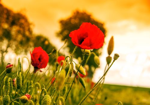 Red poppy on a green field