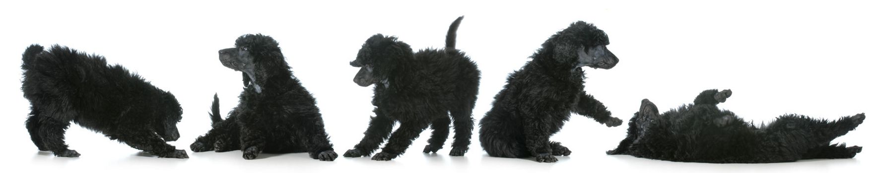 playful puppies - five standard poodle puppies playing isolated on white background - 8 weeks old