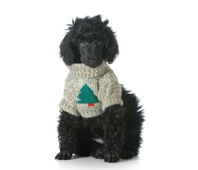 christmas puppy - standard poodle puppy wearing silly christmas sweater isolated on white background - 8 weeks old