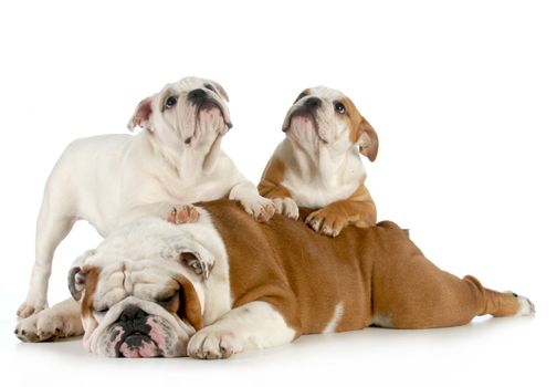 english bulldog family - bulldog father laying down with puppies crawling on him