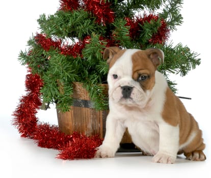 christmas puppy - english bulldog puppy sitting under a christmas tree isolated on white background