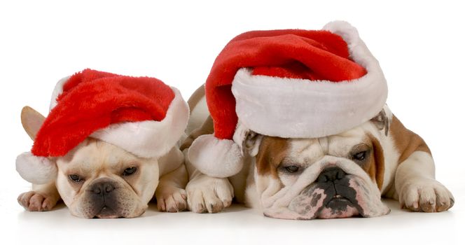 christmas dogs - french and english bulldog wearing santa hats isolated on white background