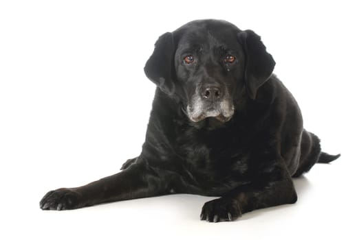 senior dog - black labrador retriever laying down looking at viewer isolated on white background