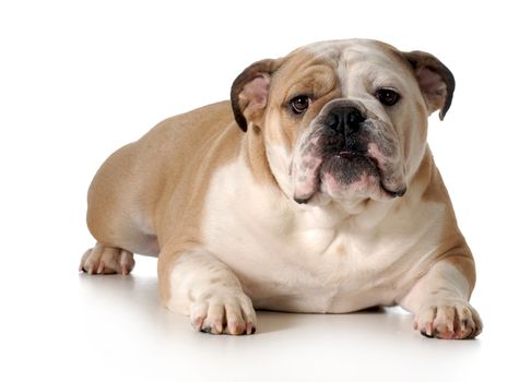 english bulldog laying down looking at viewer isolated on white background - male two years old