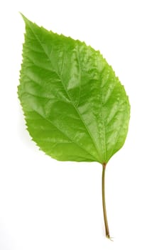 leaf on a white background