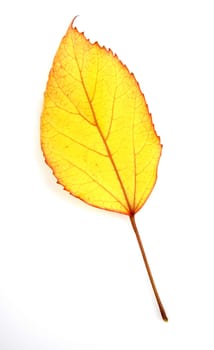 leaf on a white background