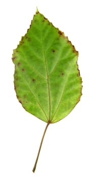 leaf on a white background