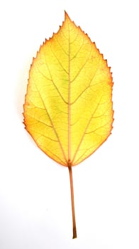 leaf on a white background