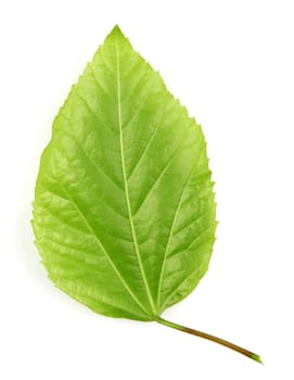 leaf on a white background