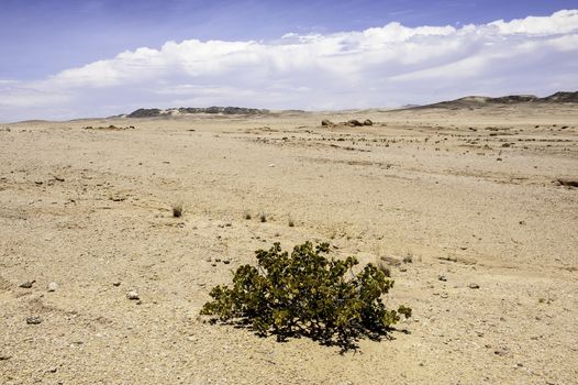 The Dollar Bush in Namib Desert where the average annual precipitation is less then 20mm.