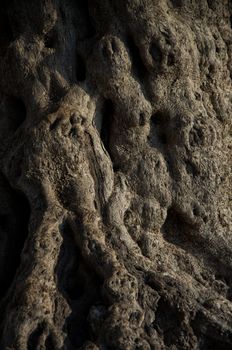 Ancient olive tree in Crete