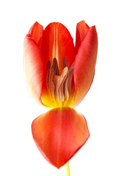 One separated fresh tulip flower. Close up. Isolated on white.