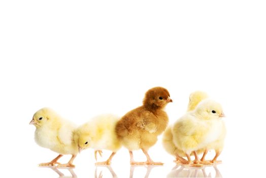 Group of small chicken. Isolated on white.