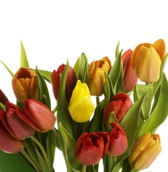 Bouquet of fresh living tulips. Isolated on white.