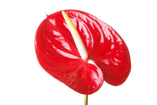 Close up on red fresh flower. Isolated on white.
