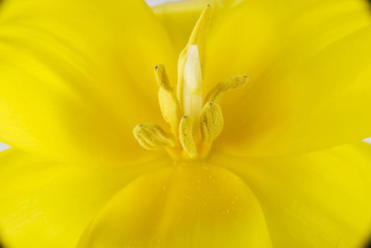 Close up on yellow fresh flower. Macro shot.