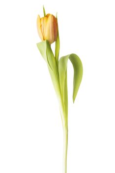 One separated fresh tulip flower. Isolated on white.