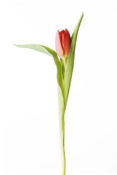 One separated fresh tulip flower. Isolated on white.